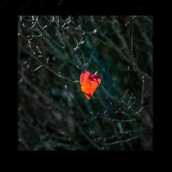 I Can Feel Your Heart