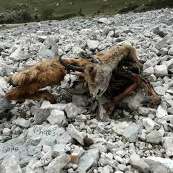 The Stories Our Mothers Heard