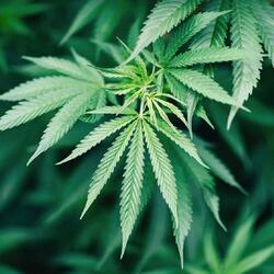 Weed 2nite