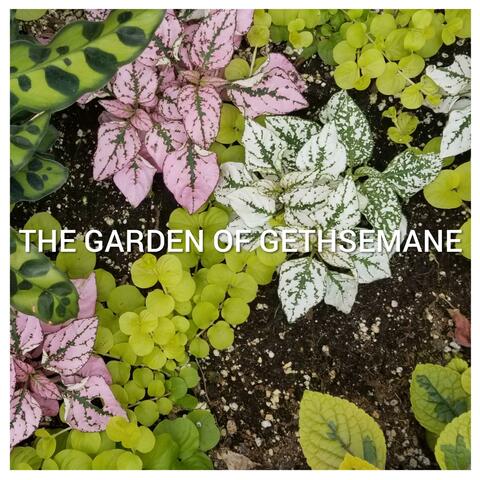 The Garden of Gethsemane