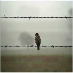 Lonely Bird