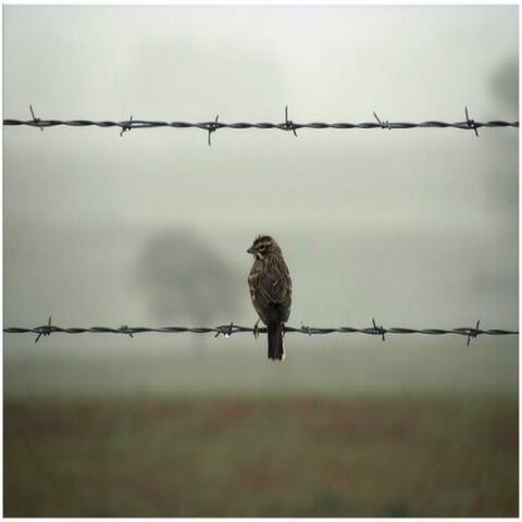 Lonely Bird