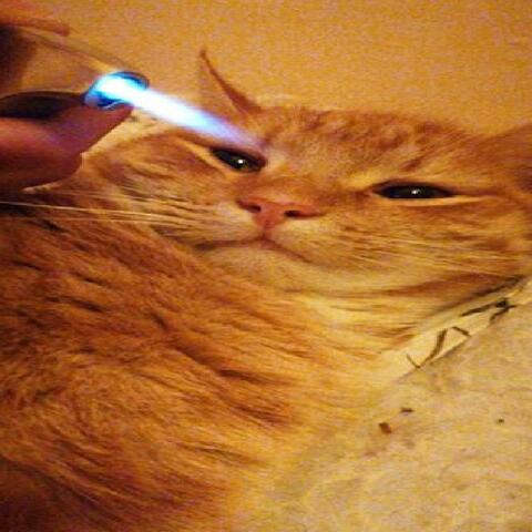 Yonk