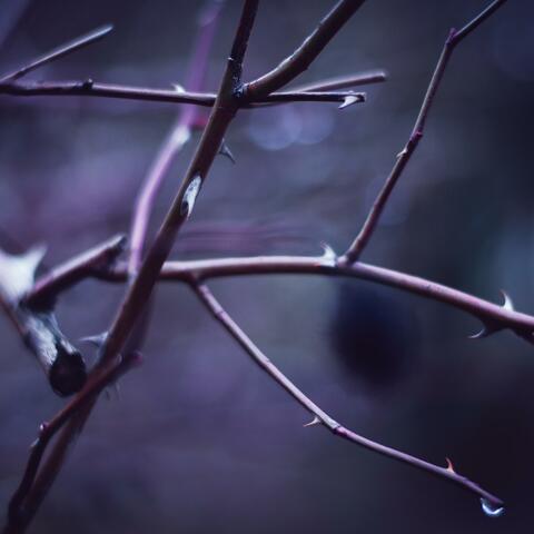 Lenten Hymns (Vol. 1)