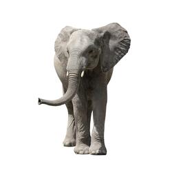 les éléphants