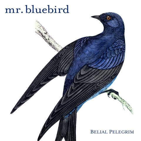 Mr. Bluebird
