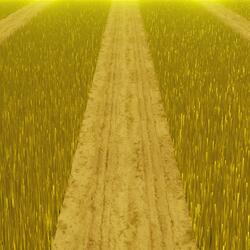 The Right Path