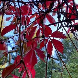 Autumn