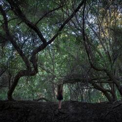 Ghost in the Woods (feat. Hila Plitmann)