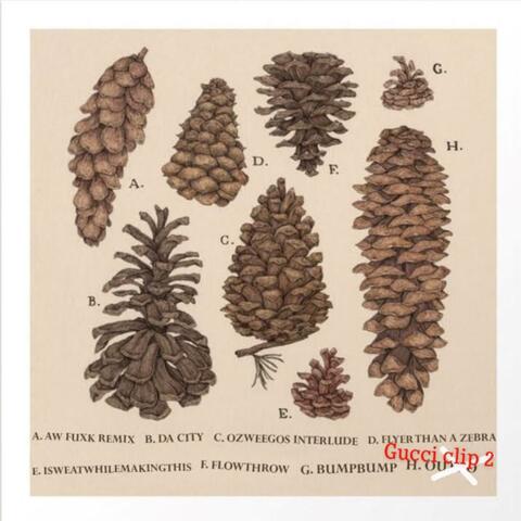 ITS RAINING PINECONES
