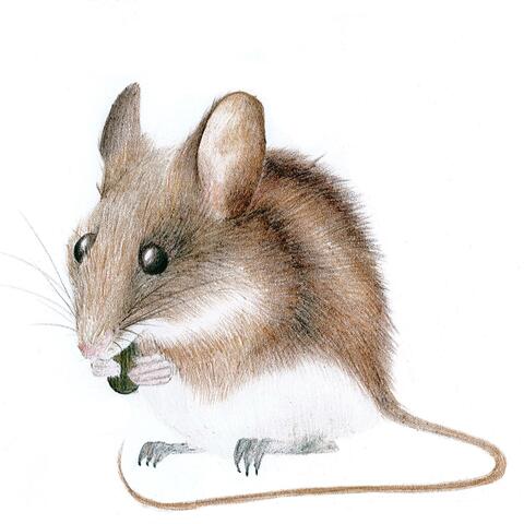 Mouse