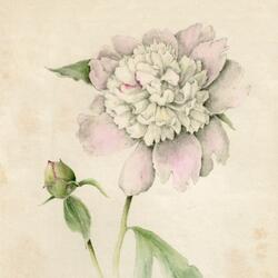 Fragrancy