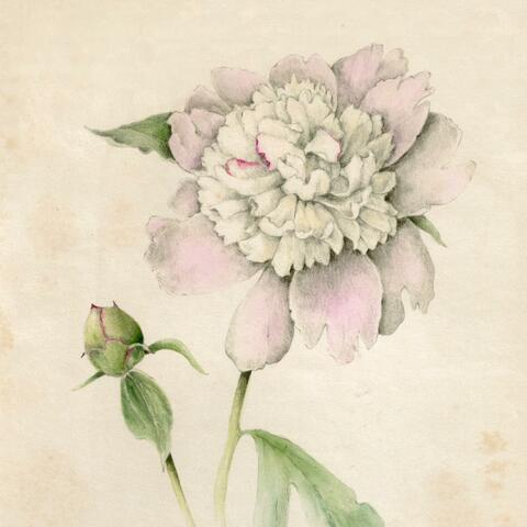 Fragrancy