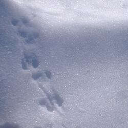 Songs of Praise and Thanksgiving