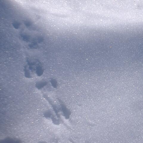 May Peace Be With You