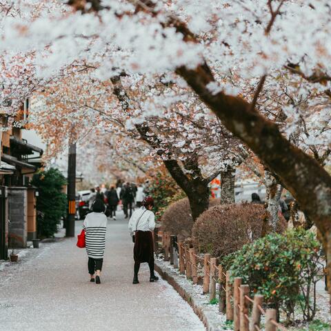 Take me to Kyoto