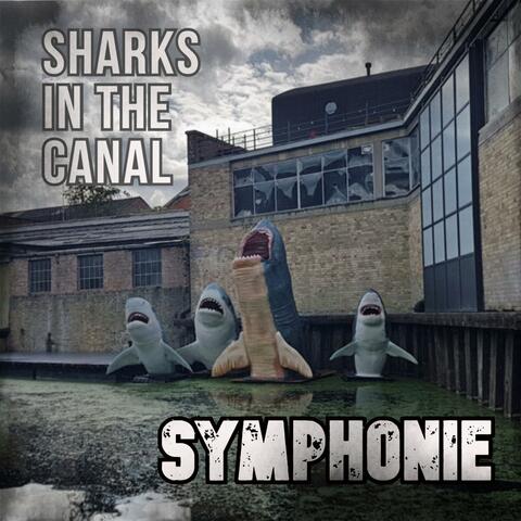 Sharks In The Canal