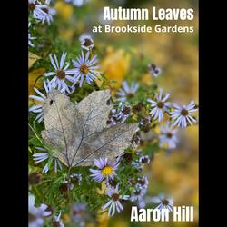 Autumn Leaves (at Brookside Gardens)