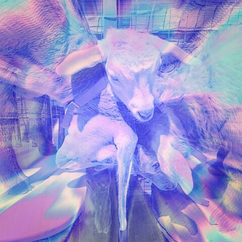 Unblemished Goat