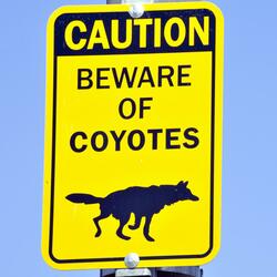 The Coyote's back (2011 Trancer)