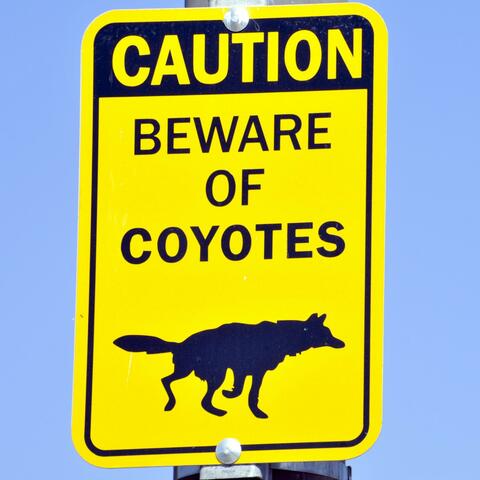 The Coyote's back (2011 Trancer)