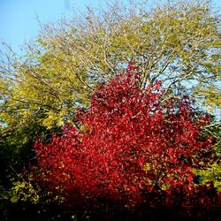 Autumn
