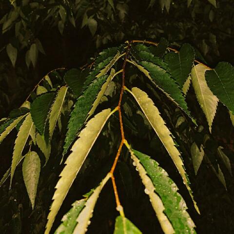 Leaves