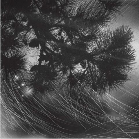 Pine Barren