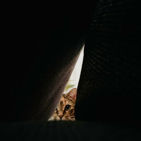Cat Dragged Home