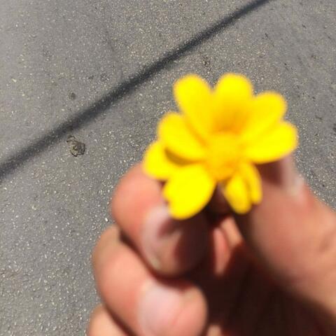 florentine
