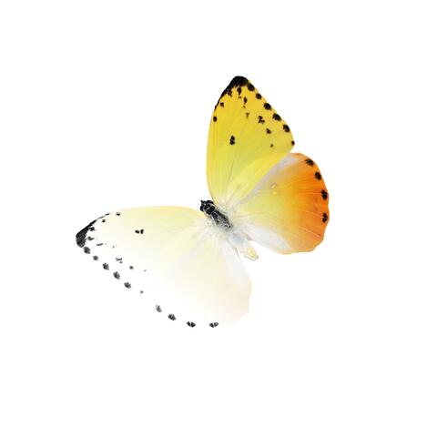 Butterfly Away
