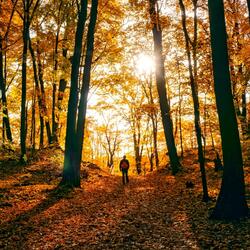 Walk in Autumn