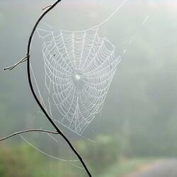 Gossamer Wings (feat. Douglas Haines)