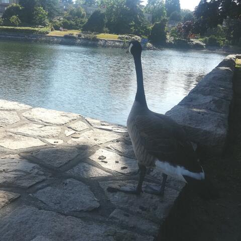 Wild Goose Chase