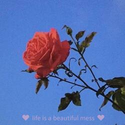 life is a beautiful mess