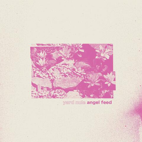 Angel Feed