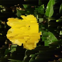 Flora / Factory Reset