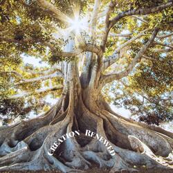 Creation Renewed