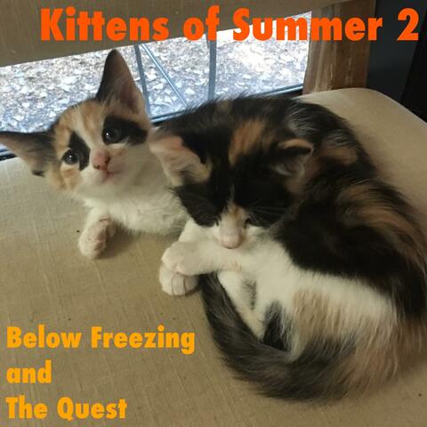 Kittens of Summer 2