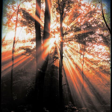 Morning