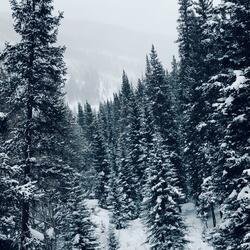 Stopping by Woods on a Snowy Evening (feat. Reggii)