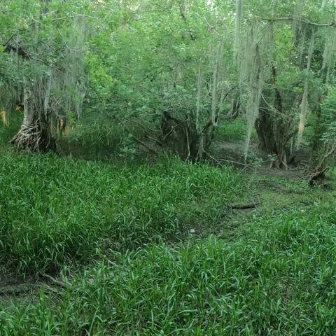 Mahogony Hammock Blues