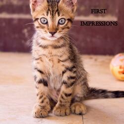 First Impressions