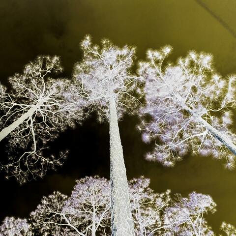 Internal Constellations