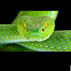 Snake On The Loose (My House)