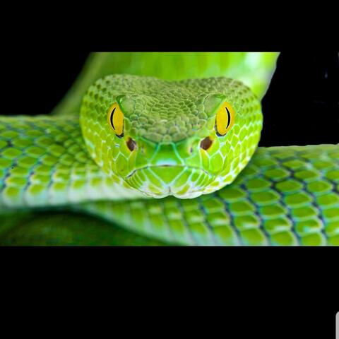Snake On The Loose (My House)