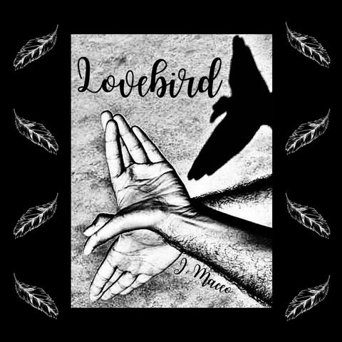 Lovebird