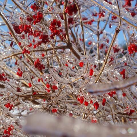 Choosing Icicles