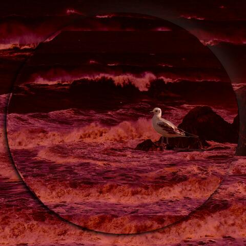 Seagulls