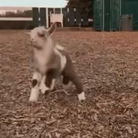 sidekick